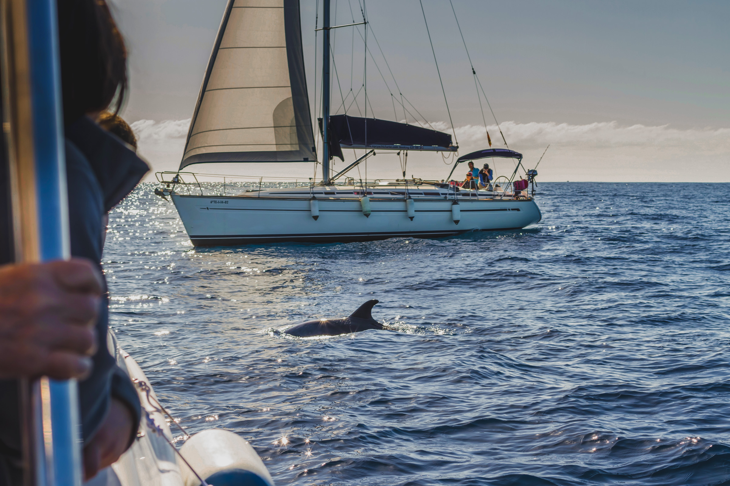 Unforgettable Adventure: Whale and Dolphin Watching in Tenerife