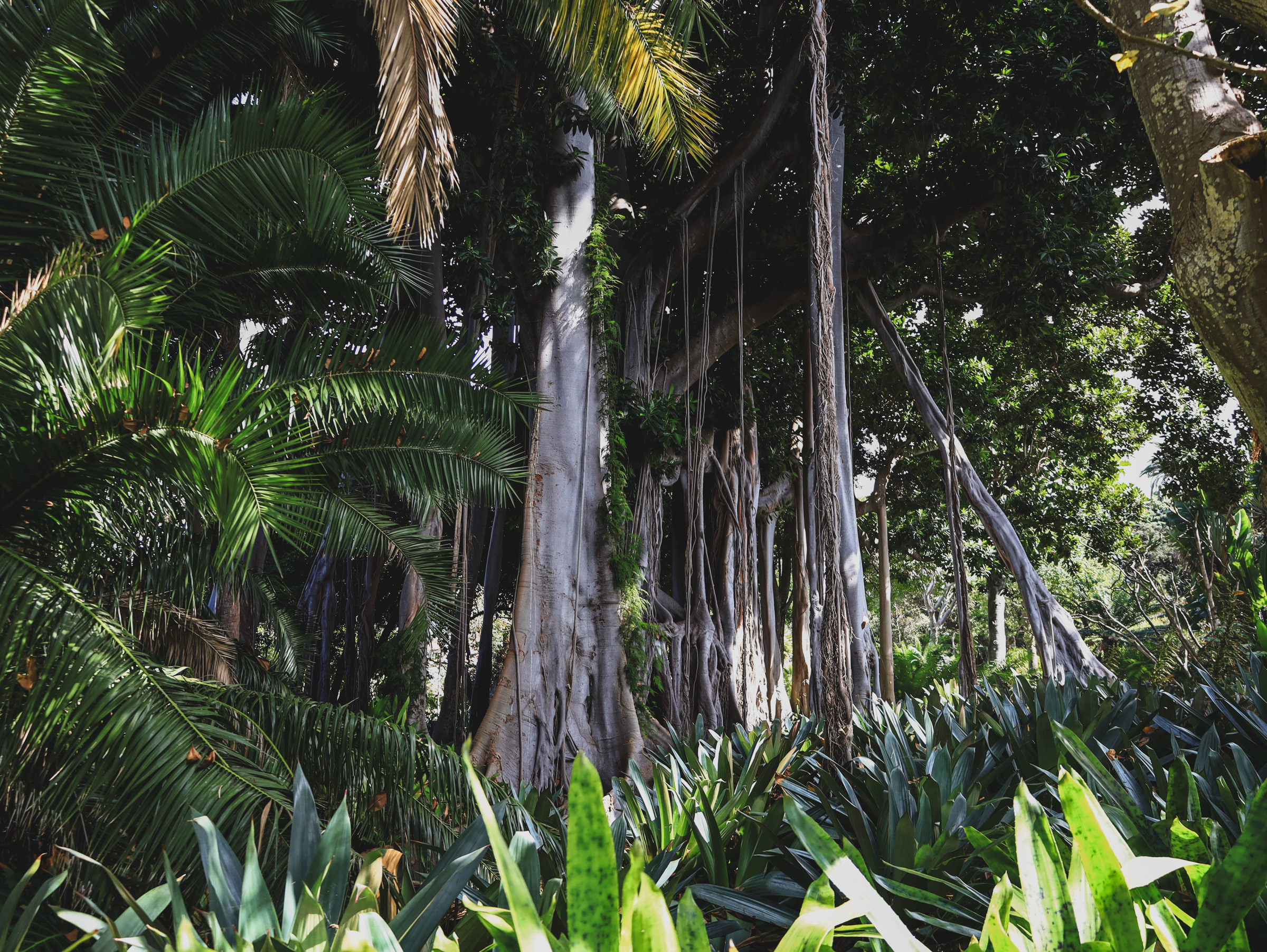 Botanical Garden Tenerife – Jardín de Aclimatación de La Orotava