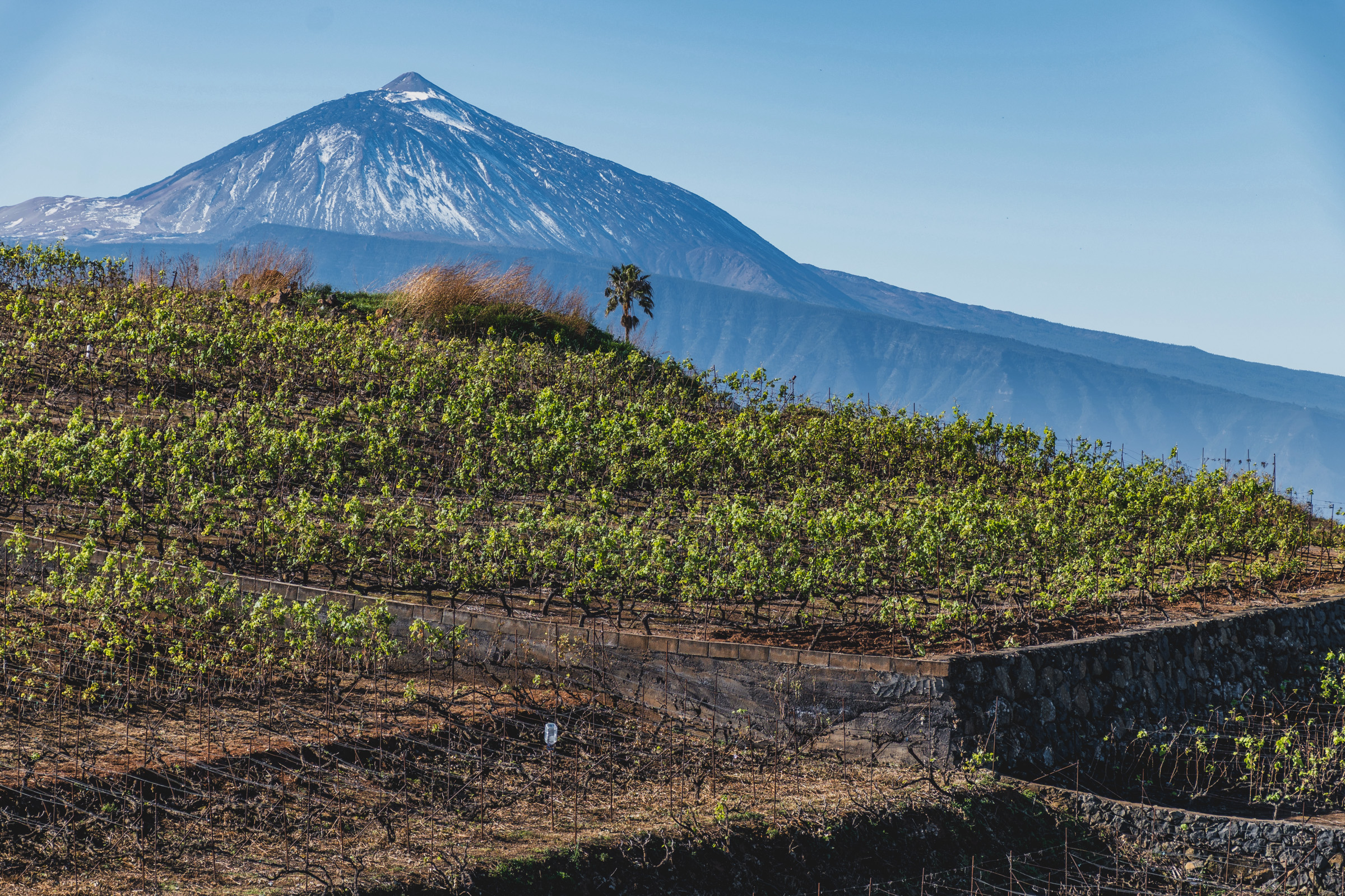 The Wine Valleys of Tacoronte-Acentejo and La Orotava in Tenerife